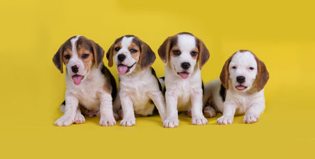Los Mejores Alimentos para Cachorros en 2025  Los Mejores Alimentos para Cachorros en 2025