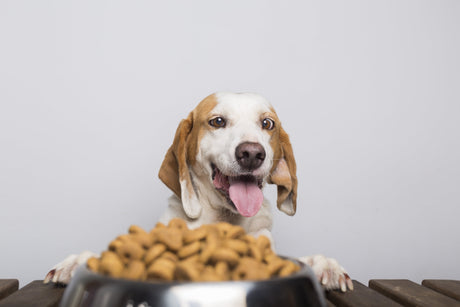 Mejores Marcas De Alimentos Para Perros 2025  Mejores Marcas De Alimentos Para Perros 2025