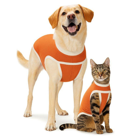 Mundo para Perros  Mundo para Perros