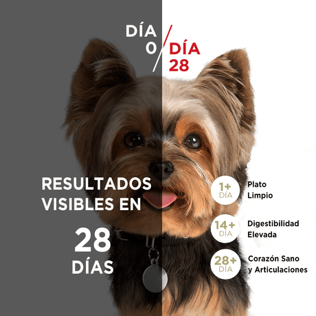 Alimento para Perros Purina® One® Adulto Mini Y Pequeno Pollo Y Cordero 6Kg Alimento para Perros Purina® One® Adulto Mini Y Pequeno Pollo Y Cordero 6Kg