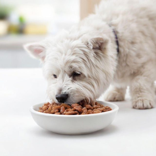 Fit Formula Alimento Húmedo para Perro Sabor Cordero - 85gr Fit Formula Alimento Húmedo para Perro Sabor Cordero - 85gr