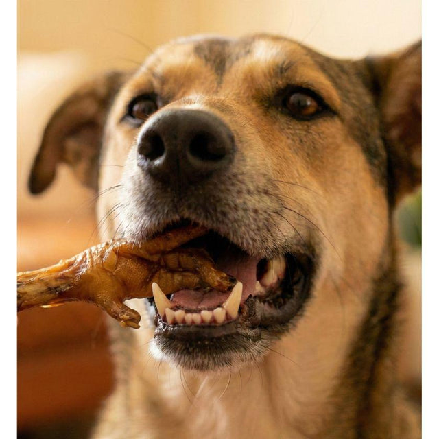 Snack Natural Patitas de Pollo WildBites Perro Adulto 60g - Higiene Dental y Articulaciones Saludables Snack Natural Patitas de Pollo WildBites Perro Adulto 60g - Higiene Dental y Articulaciones Saludables