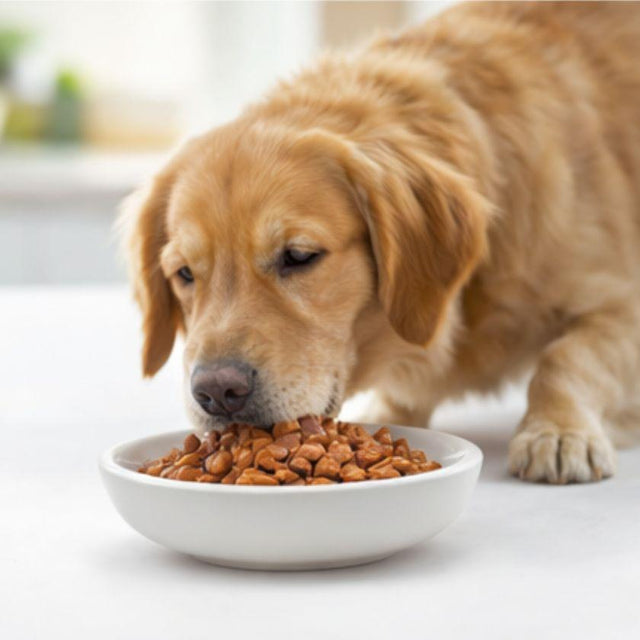 Fit Formula Alimento Húmedo para Perro Sabor Pollo - 85gr Fit Formula Alimento Húmedo para Perro Sabor Pollo - 85gr