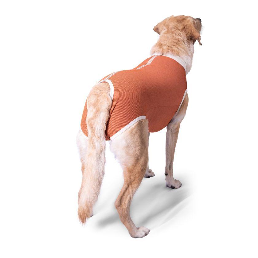 BodyCobre Castración Perros Machos