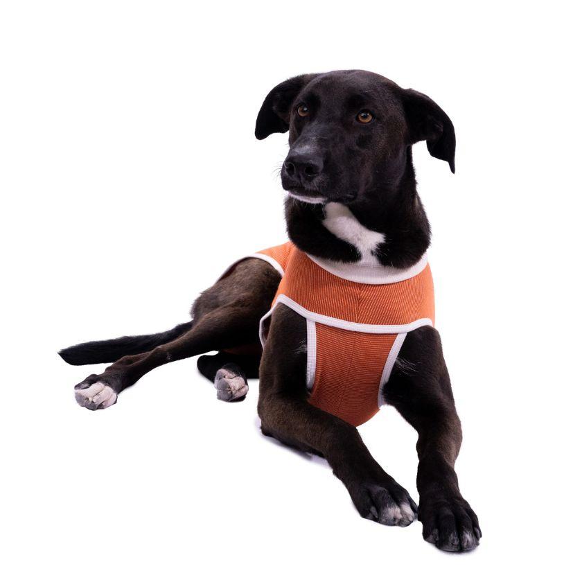 BodyCobre Tradicional Postoperatorio