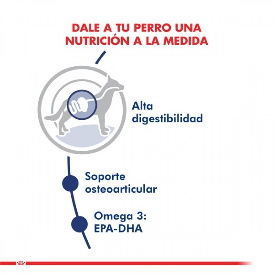 Royal Canin Maxi Adulto 12Kg