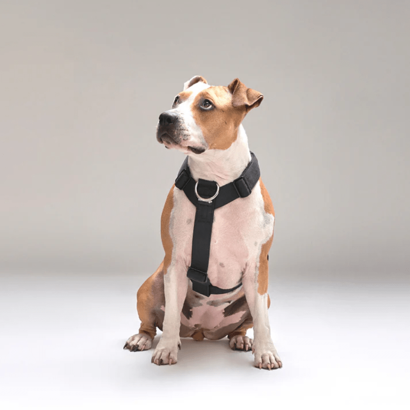 StreetDogs Arnés Strap Black