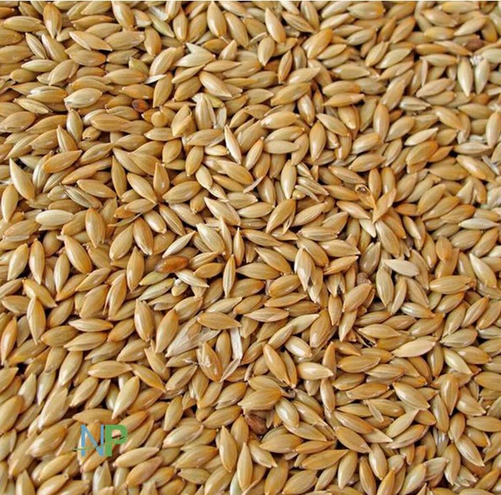 Semilla Alpiste Versele Laga Para Canarios 1Kg