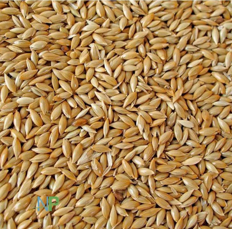 Versele-Laga Semilla Alpiste Versele Laga Para Canarios 1Kg Versele-Laga Semilla Alpiste Versele Laga Para Canarios 1Kg