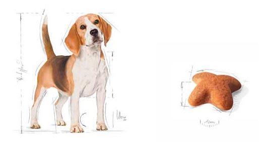 Royal Canin Beagle Adulto 3Kg Royal Canin Beagle Adulto 3Kg