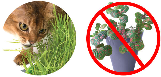 Cat It Senses 2 0 Grass Planter Cat It Senses 2 0 Grass Planter