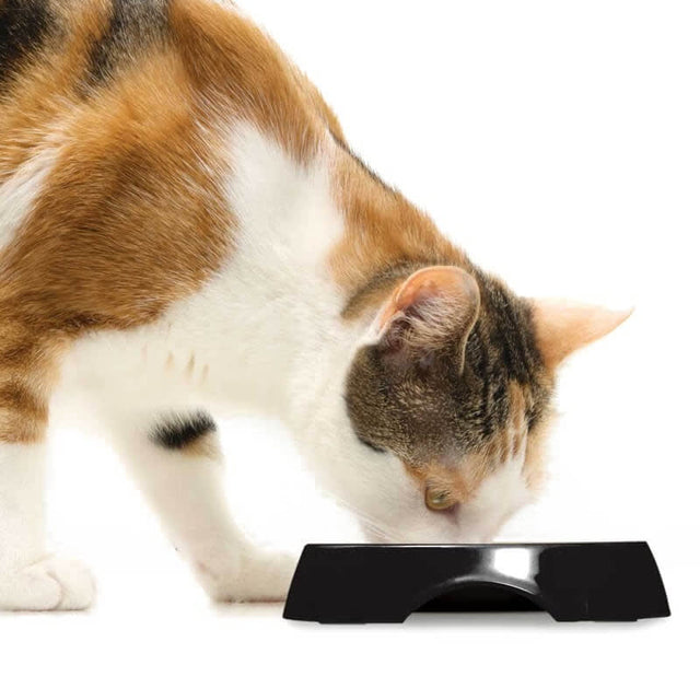 Cat It Plato Acero Inoxidable Con Borde Bajo Color Negro Cat It Plato Acero Inoxidable Con Borde Bajo Color Negro