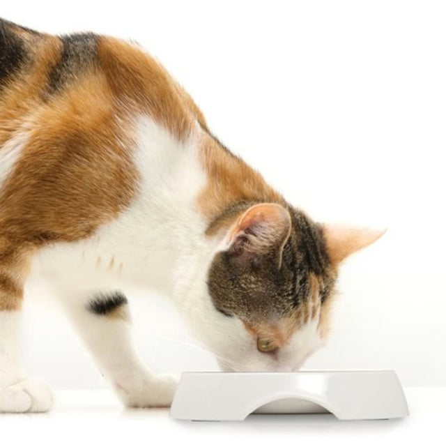 Cat It Plato Doble Acero Inoxidable Con Borde Bajo Color Blanco Cat It Plato Doble Acero Inoxidable Con Borde Bajo Color Blanco