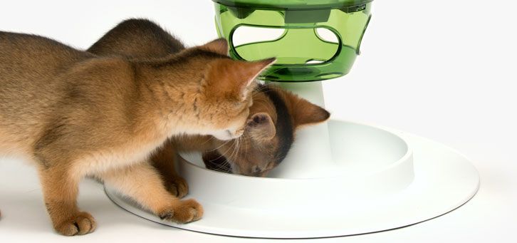 Cat It Senses 2 0 Food Tree