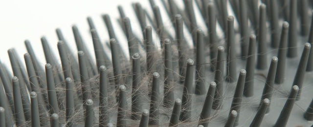 Cat It Senses 2 0 Self Groomer  Cat It Senses 2 0 Self Groomer