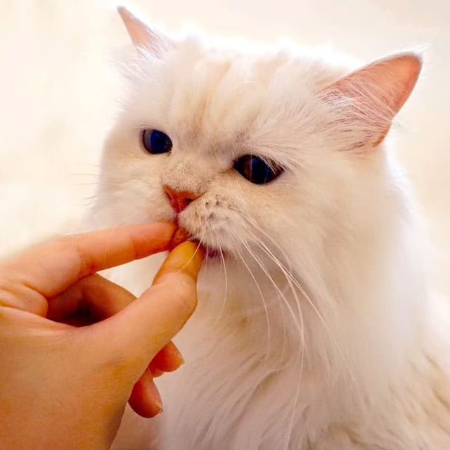 Churu Fun Bites Atun 60Gr Churu Fun Bites Atun 60Gr