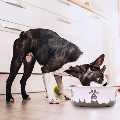 Juguetes para Perros Coastral Maslow Plato Paw Gris 1596Ml Juguetes para Perros Coastral Maslow Plato Paw Gris 1596Ml