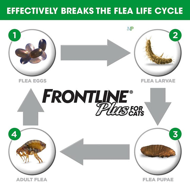 Frontline Plus Pipetas Gatos Frontline Plus Pipetas Gatos