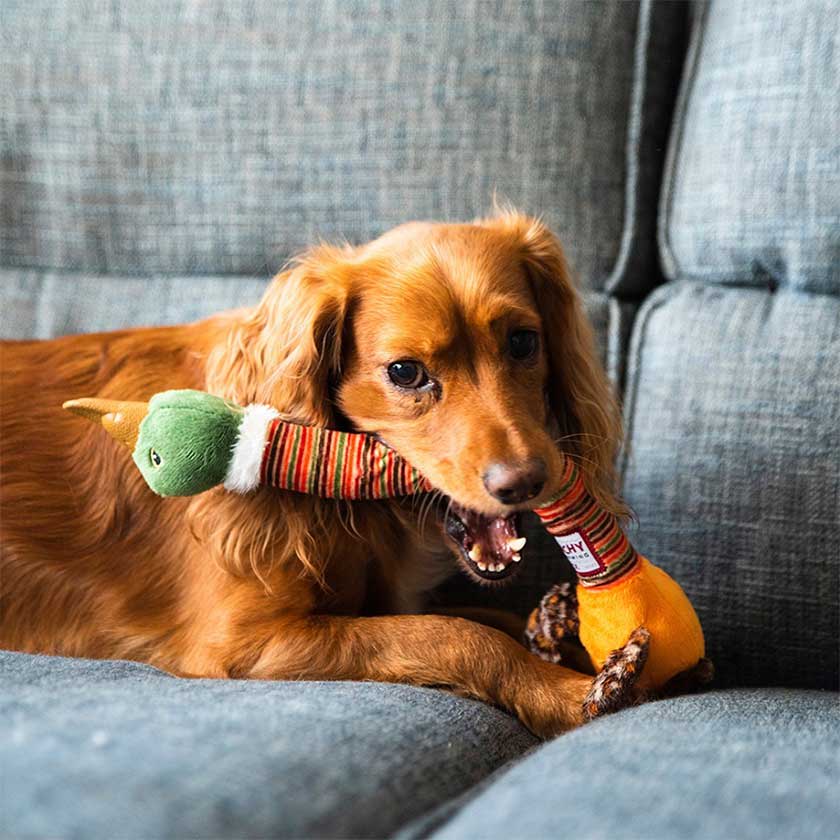 Gigwi Crunchy Neck Pato Verde