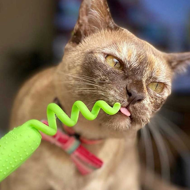 Gigwi Raton Con Catnip Para Cuidado Dental Verde Gigwi Raton Con Catnip Para Cuidado Dental Verde