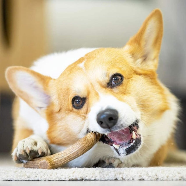 Gigwi Wooden Antler Juguete Masticable Para Perros Gigwi Wooden Antler Juguete Masticable Para Perros