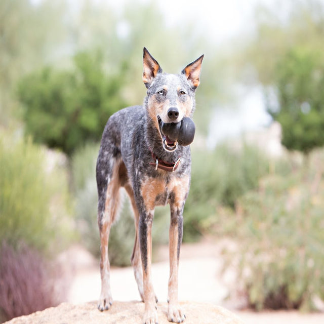 Kong Extreme Large Kong Extreme Large