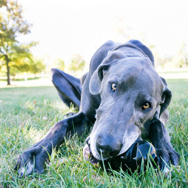 Kong Extreme Xxl Kong Extreme Xxl