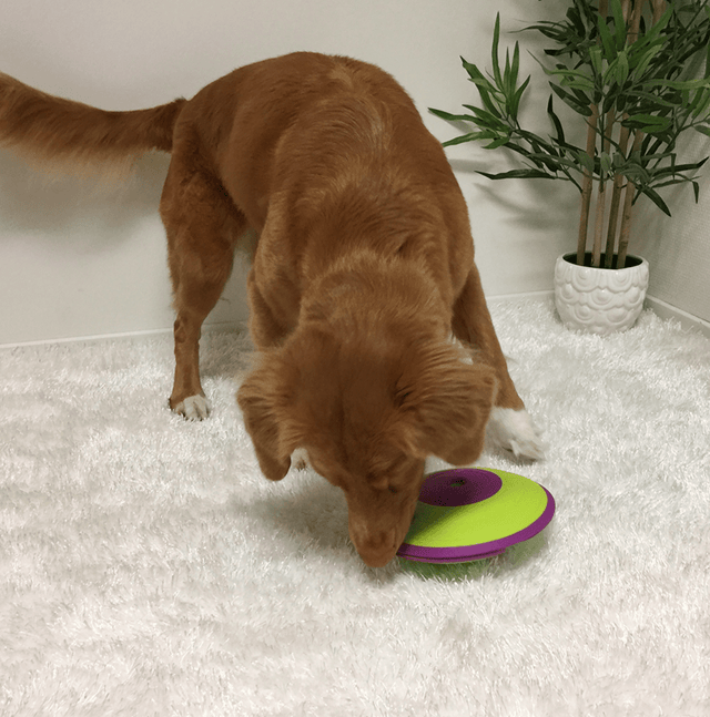 Nina Ottosson Dispensador Maze Nivel 2 Juguete Para Perros Nina Ottosson Dispensador Maze Nivel 2 Juguete Para Perros