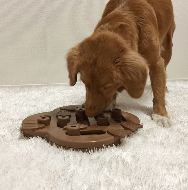 Nina Ottosson Puzzle Hide N Slide Composite Nivel 2 Para Perros Nina Ottosson Puzzle Hide N Slide Composite Nivel 2 Para Perros