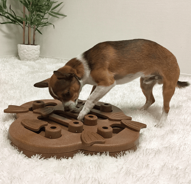 Nina Ottosson Puzzle Hide N Slide Composite Nivel 2 Para Perros Nina Ottosson Puzzle Hide N Slide Composite Nivel 2 Para Perros