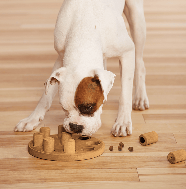 Nina Ottosson Puzzle Smart Composite Nivel 1 Juguete Para Perros Nina Ottosson Puzzle Smart Composite Nivel 1 Juguete Para Perros