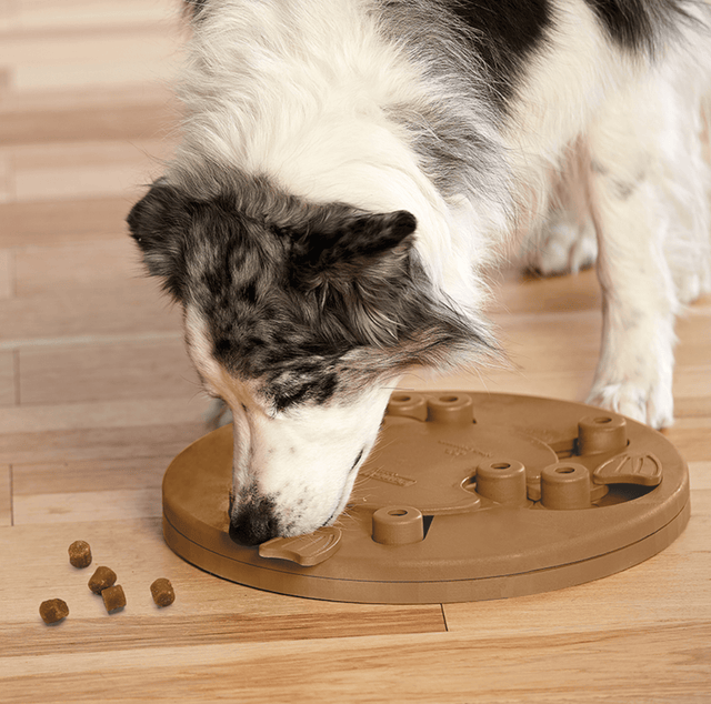 Nina Ottosson Puzzle Worker Composite Nivel 3 Para Perros Nina Ottosson Puzzle Worker Composite Nivel 3 Para Perros