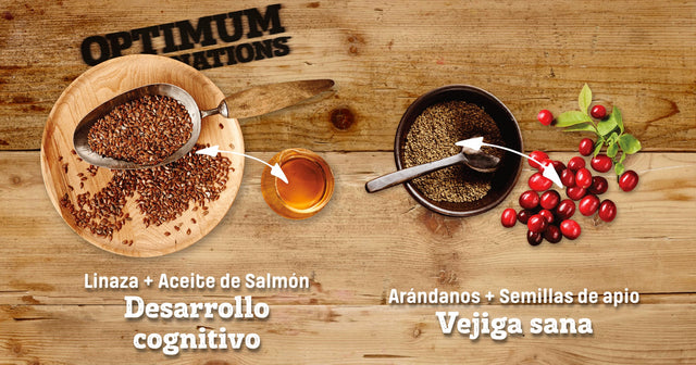 Nutram Kitten S1 1 13Kg  Nutram Kitten S1 1 13Kg