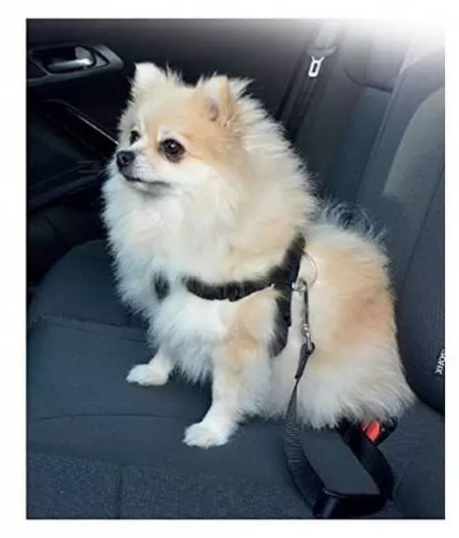 Pawise Arnes Y Cinturon De Seguridad Small