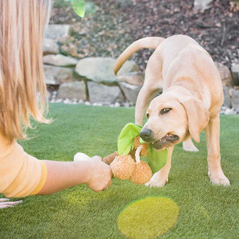Play Dog Tropical