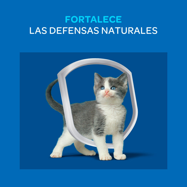 Purina Cat Chow Gatitos 8Kg Purina Cat Chow Gatitos 8Kg