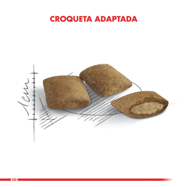 Royal Canin Ageing 12 Anos 2Kg  Royal Canin Ageing 12 Anos 2Kg