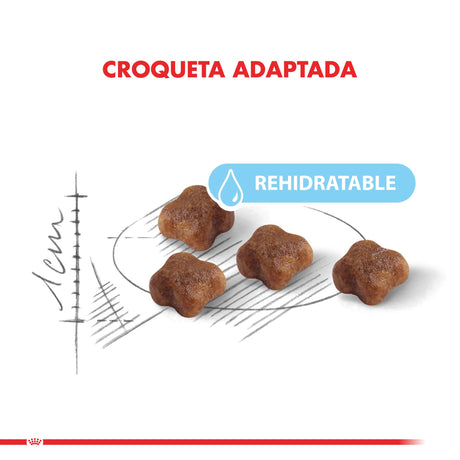 Alimentos para Gatitos Royal Canin Mother And Babycat 1 5Kg Alimentos para Gatitos Royal Canin Mother And Babycat 1 5Kg