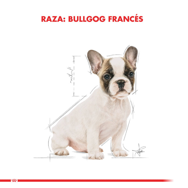 Royal Canin Bulldog Frances Junior 3Kg Royal Canin Bulldog Frances Junior 3Kg