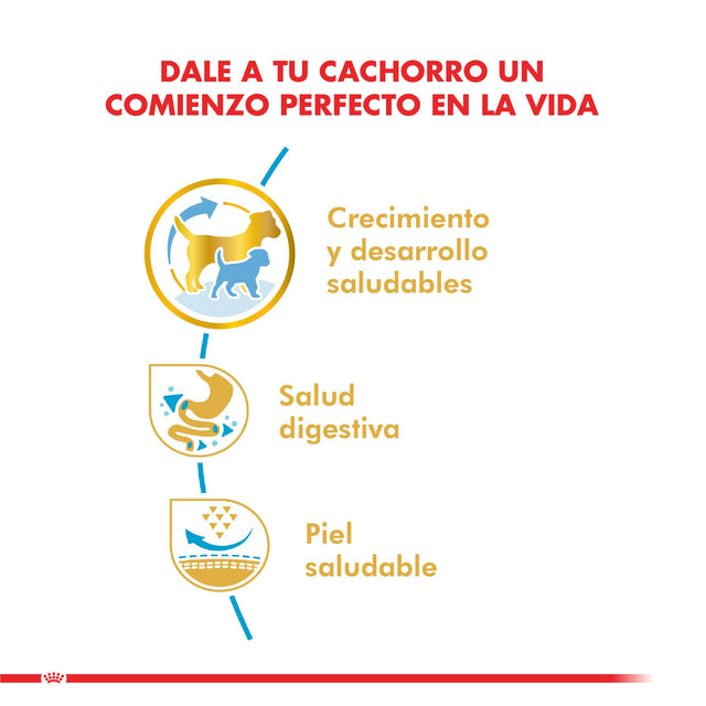 Royal Canin Bulldog Frances Junior 3Kg Royal Canin Bulldog Frances Junior 3Kg