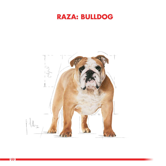 Royal Canin Bulldog Ingles Adulto 12Kg Royal Canin Bulldog Ingles Adulto 12Kg