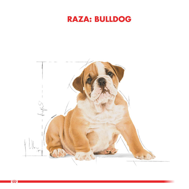 Royal Canin Bulldog Ingles Junior 12Kg Royal Canin Bulldog Ingles Junior 12Kg