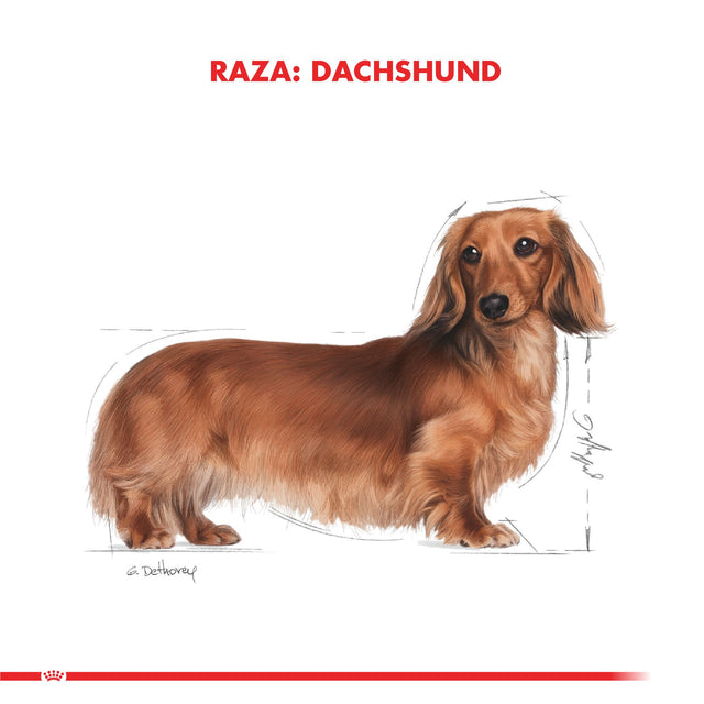 Royal Canin Dachshund Teckel 2 5Kg Royal Canin Dachshund Teckel 2 5Kg