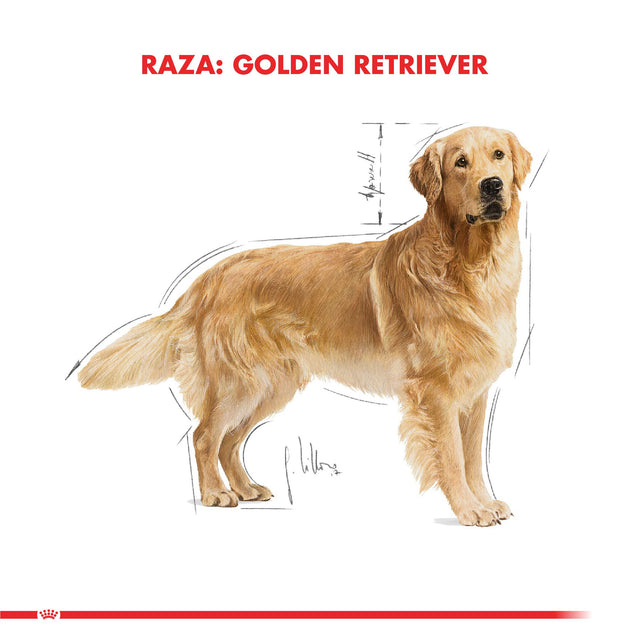 Royal Canin Golden Retriever Adulto 12Kg Royal Canin Golden Retriever Adulto 12Kg