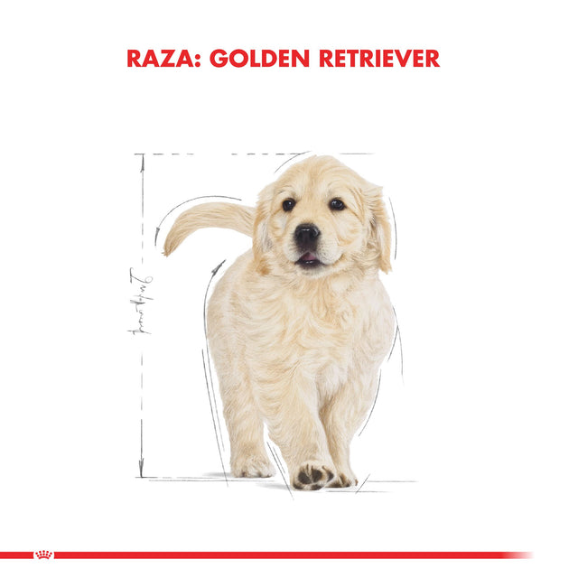 Royal Canin Golden Retriever Junior 12Kg Royal Canin Golden Retriever Junior 12Kg