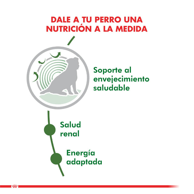 Royal Canin Mini Adulto 12 3Kg Royal Canin Mini Adulto 12 3Kg