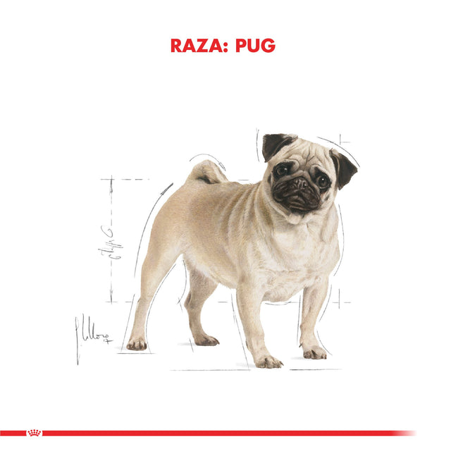 Royal Canin Pug Adulto 2 5Kg Royal Canin Pug Adulto 2 5Kg