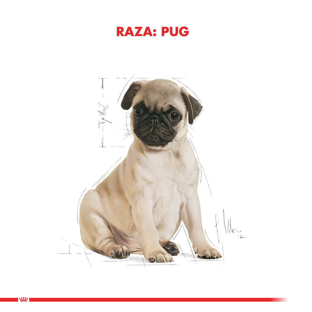 Royal Canin Pug Junior 2 5Kg