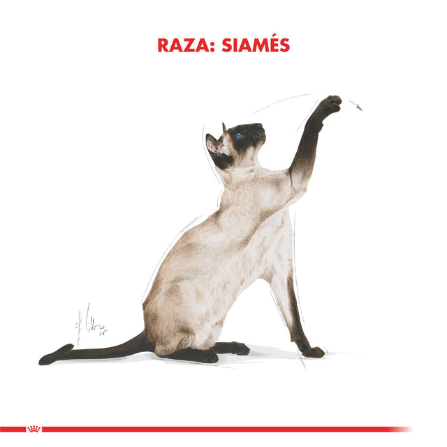 Royal Canin Siamese 1 5Kg  Royal Canin Siamese 1 5Kg