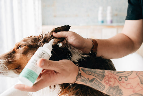 Cuidado de Ojos y Oídos para Perros Skout S Honor Limpiador Probiotico De Oidos 118Ml Cuidado de Ojos y Oídos para Perros Skout S Honor Limpiador Probiotico De Oidos 118Ml